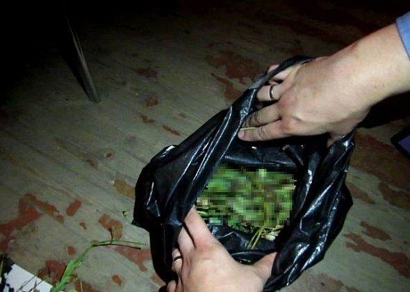 За 9 дней полицейские Серова выявили 3 наркопреступления. Они касались хранения мака и марихуаны, а также покушения на сбыт мефедрона