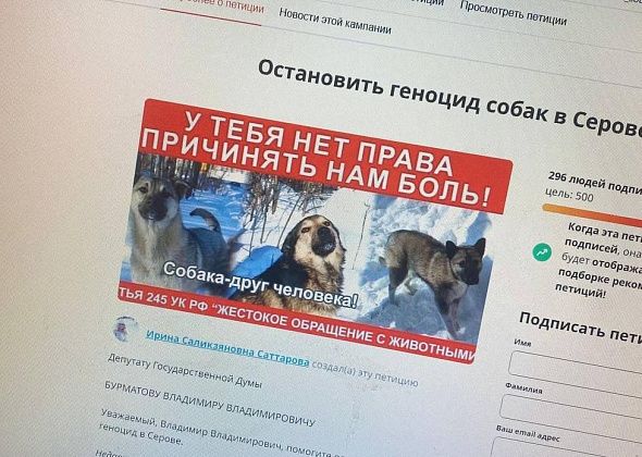 Горожанка создала петицию, чтобы "остановить геноцид собак в Серове". И обратилась к депутату Госдумы