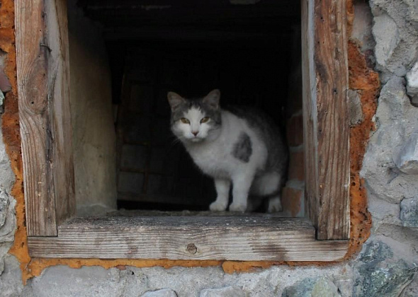 Представитель компании, занимающейся отловом животных в Серове, опроверг информацию об отлове кошек