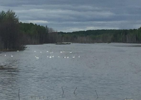 На пруду в Ключевом поселились лебеди. Люди переживают за безопасность птиц
