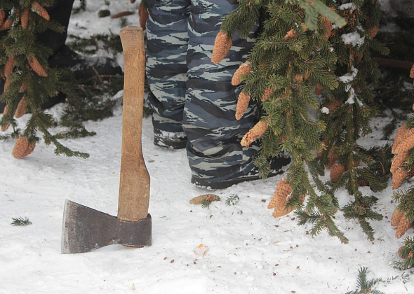 С сегодняшнего дня серовчане могут выписать разрешение на вырубку новогоднего дерева