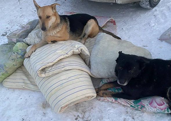 У собак из пункта кратковременного содержания Серова появились теплые подстилки. Волонтеры привезли им матрасы