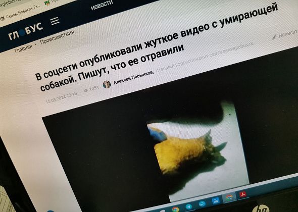 Полиция Серова продолжает проверку сообщений о массовой гибели собак. Животных могли отравить