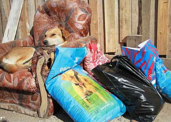Первый замглавы Серова рассказал, что на финансирование строительства собачьего приюта "пока нет даже намека"