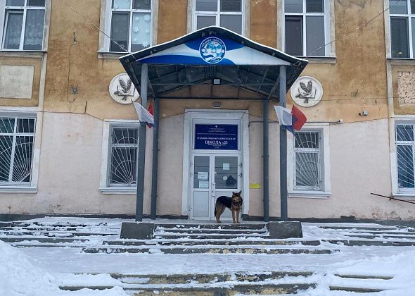В Серове беспризорный пес  держит в страхе жителей микрорайона Сортировка