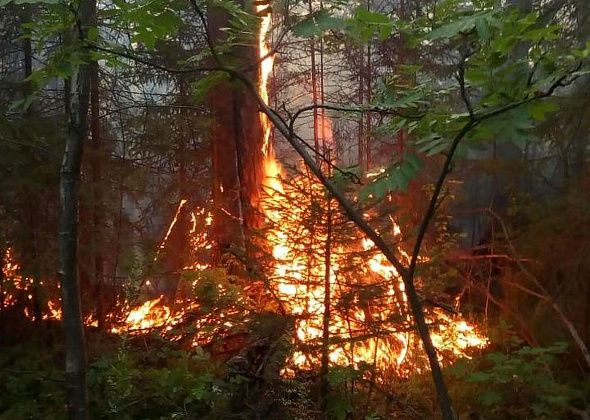 Волна июльских лесных пожаров почти побеждена