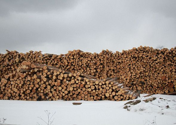Полиция Серова с начала года возбудила 5 уголовных дел о незаконных рубках леса