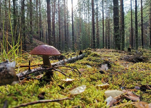В Свердловской области в рамках нацпроекта «Экология» создается новый природный парк площадью 113,5 тыс. га