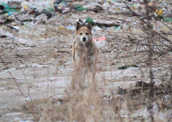 В 2019 году на отлов бездомных собак в Серове планируют потратить больше 2 миллионов рублей