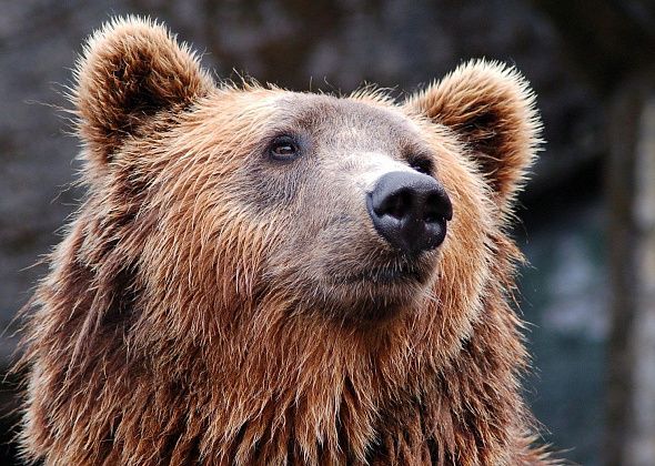 В окрестностях Серова вновь обнаружили следы медведя 