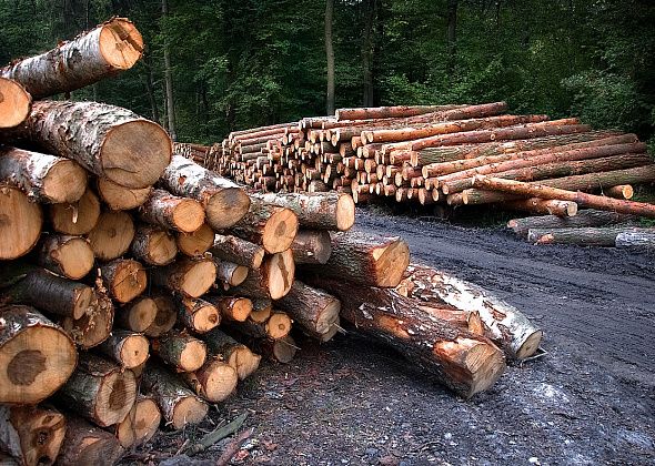Более сотни стволов деревьев приезли для чемпионата России «Лесоруб-2018»  
