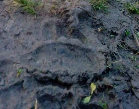 Серовчанин обнаружил следы медведя между поселком Металлургов и ДРСУ