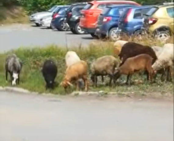 Неподалеку от больницы Серова козы и барашки совершили набег на клумбу 
