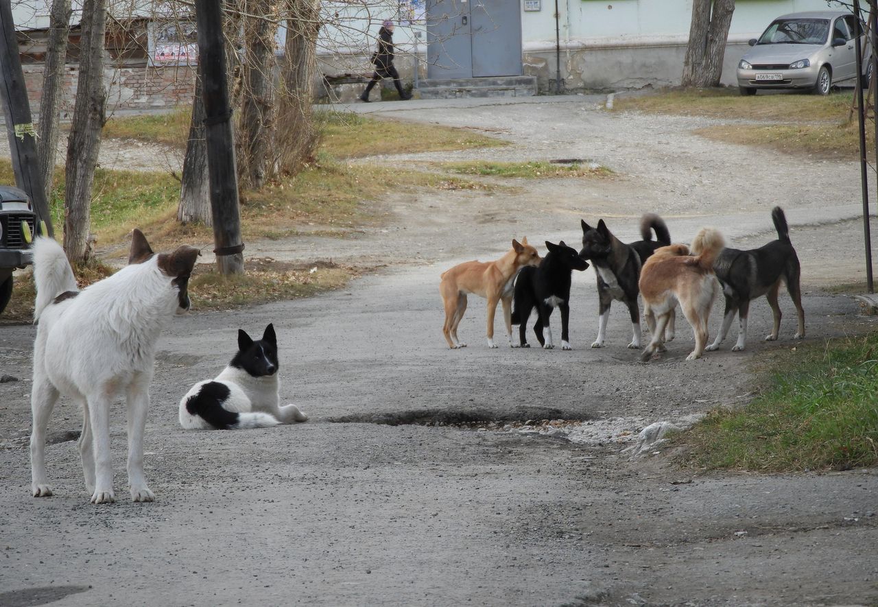 Серовский депутат предложил вывести расходы на отлов собак из раздела "сельское хозяйство"