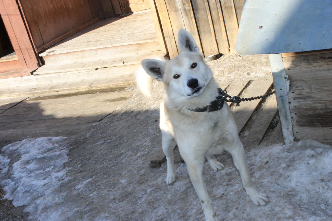 Полиция Серова проводит дополнительную проверку по жалобе пенсионеров на пса Бади