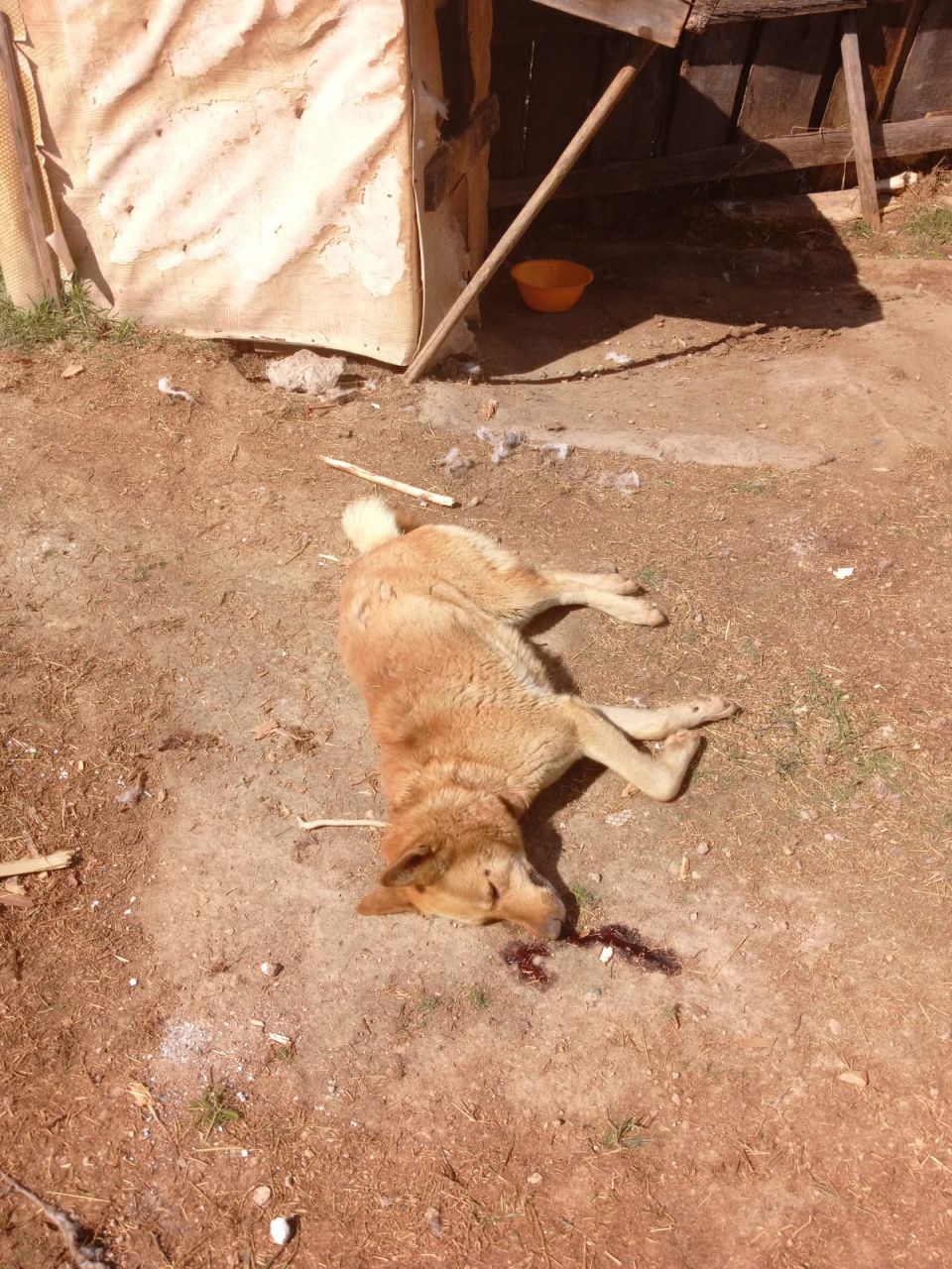В Серове неизвестный избил палками собак, сидевших на привязи. Одна из них умерла