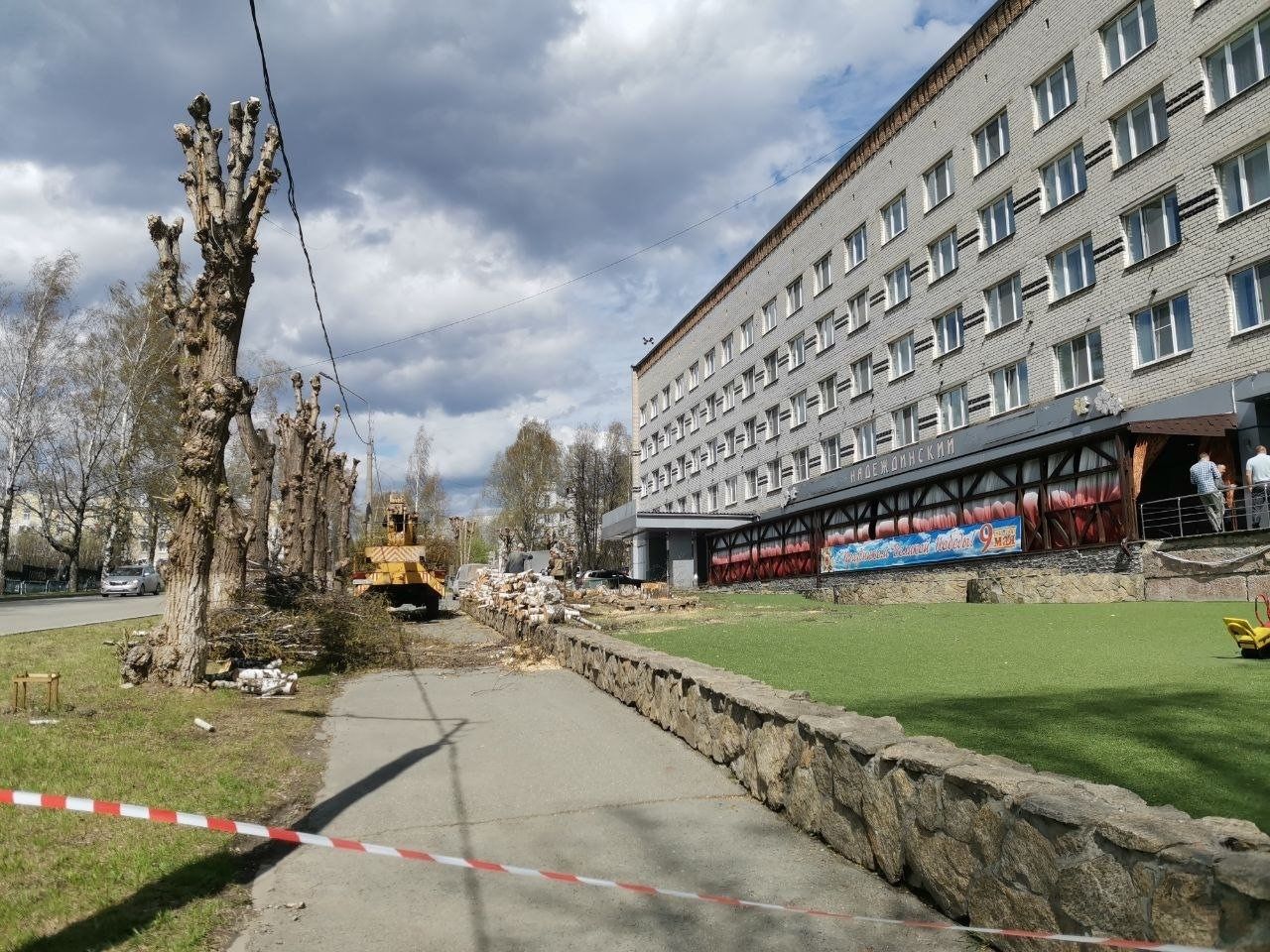 “Все тополя живут 60 лет”. Глава Серова прокомментировал вырубку деревьев в городе