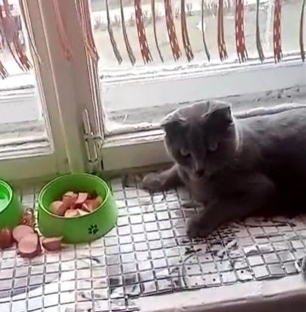 В Серове обнаружен кот, который ест лежа