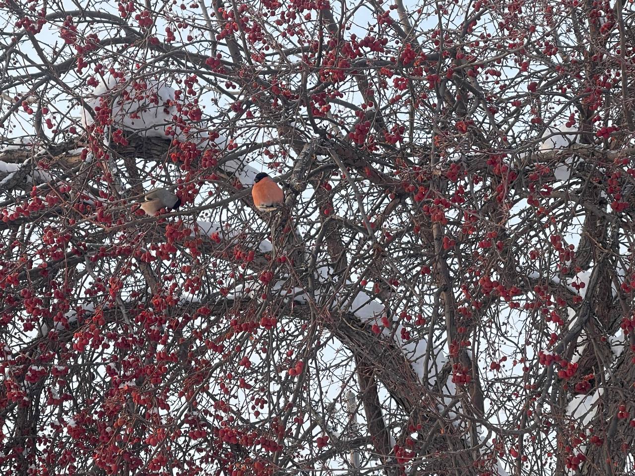 Март на севере области начнется 30-градусными морозами 