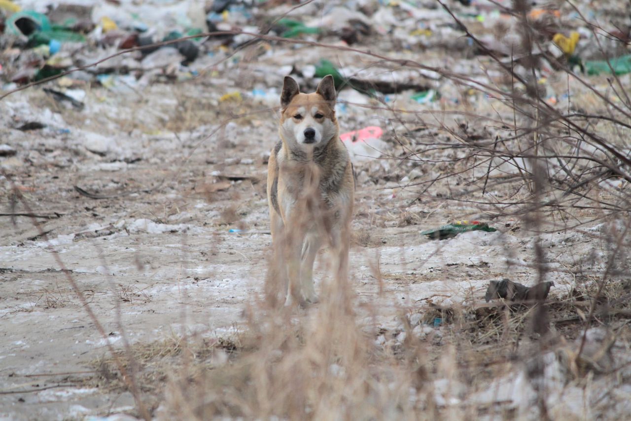 В 2019 году на отлов бездомных собак в Серове планируют потратить больше 2 миллионов рублей