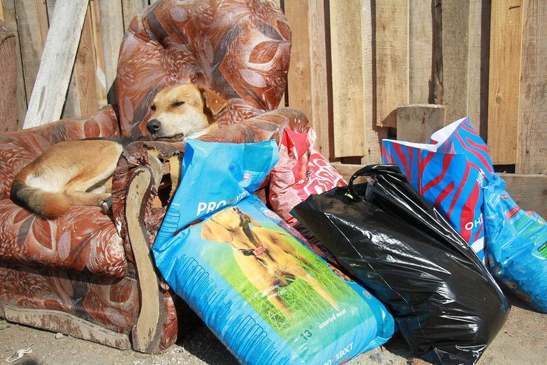 Первый замглавы Серова рассказал, что на финансирование строительства собачьего приюта "пока нет даже намека"