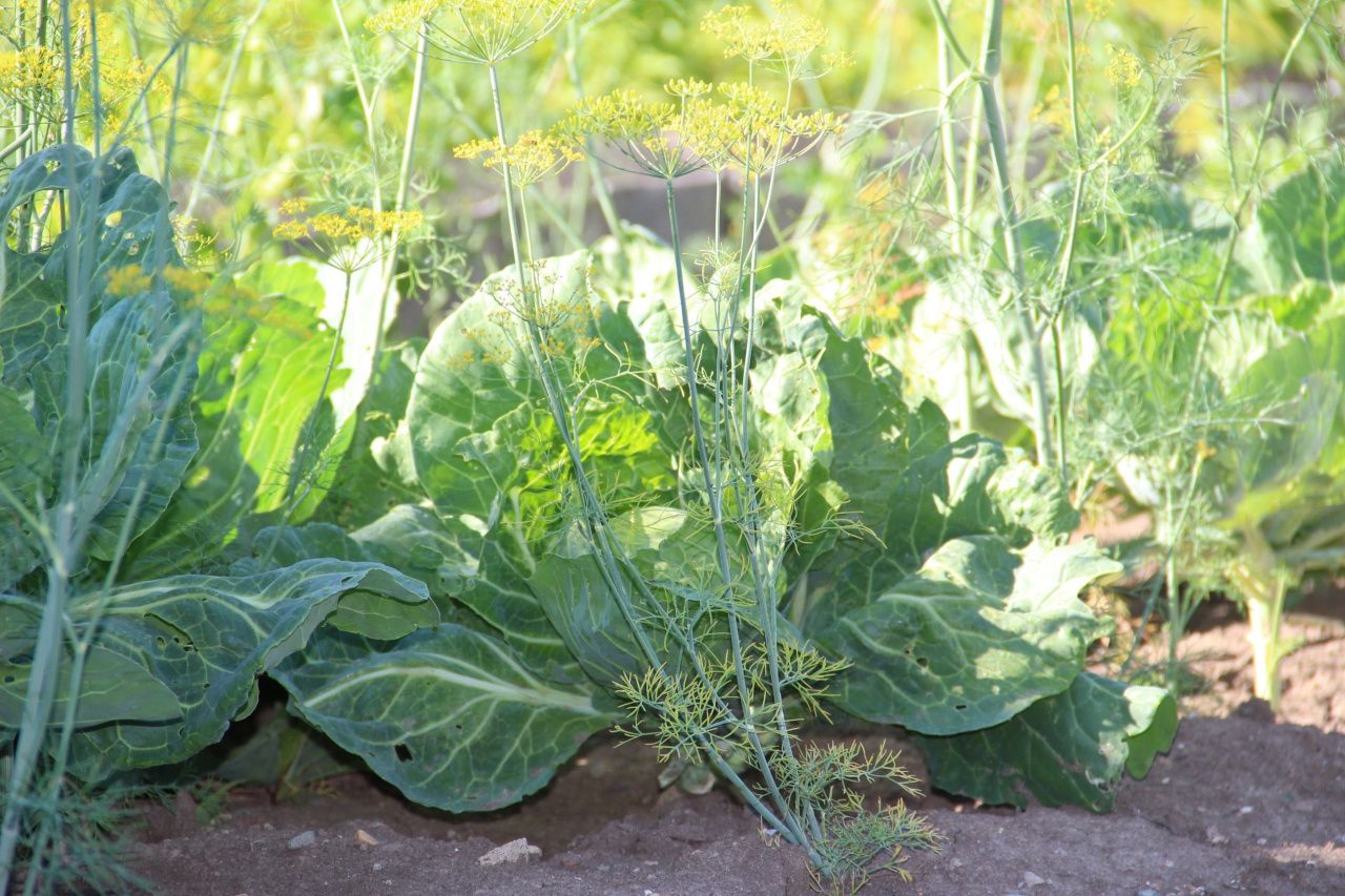 В Семенова пройдет "Осенний капустник" - выберут самые вкусные щи и самый тяжелый кочан