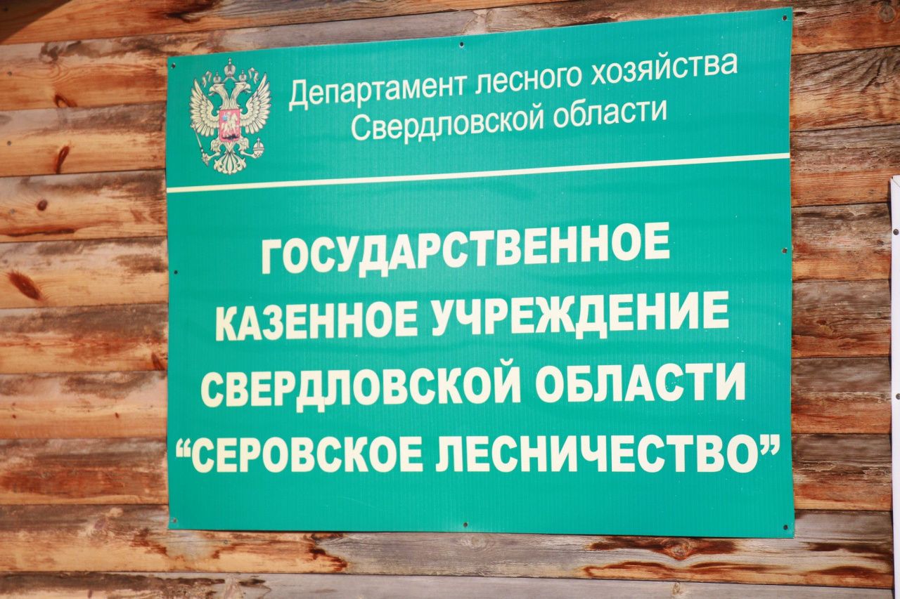 "Такого не было никогда". В этом году в Серовском лесничестве не было пожаров по вине человека