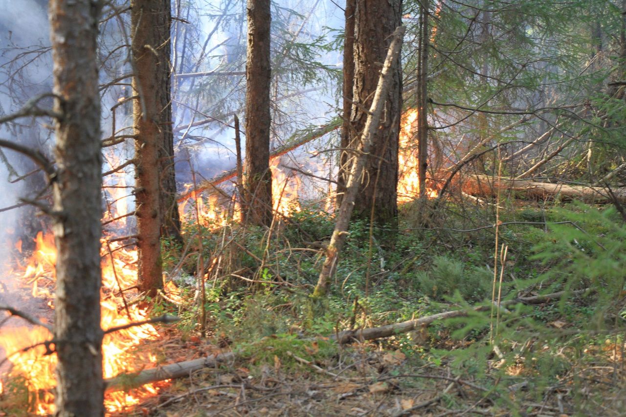 На территории Серовского лесничества произошел первый в 2024 году пожар