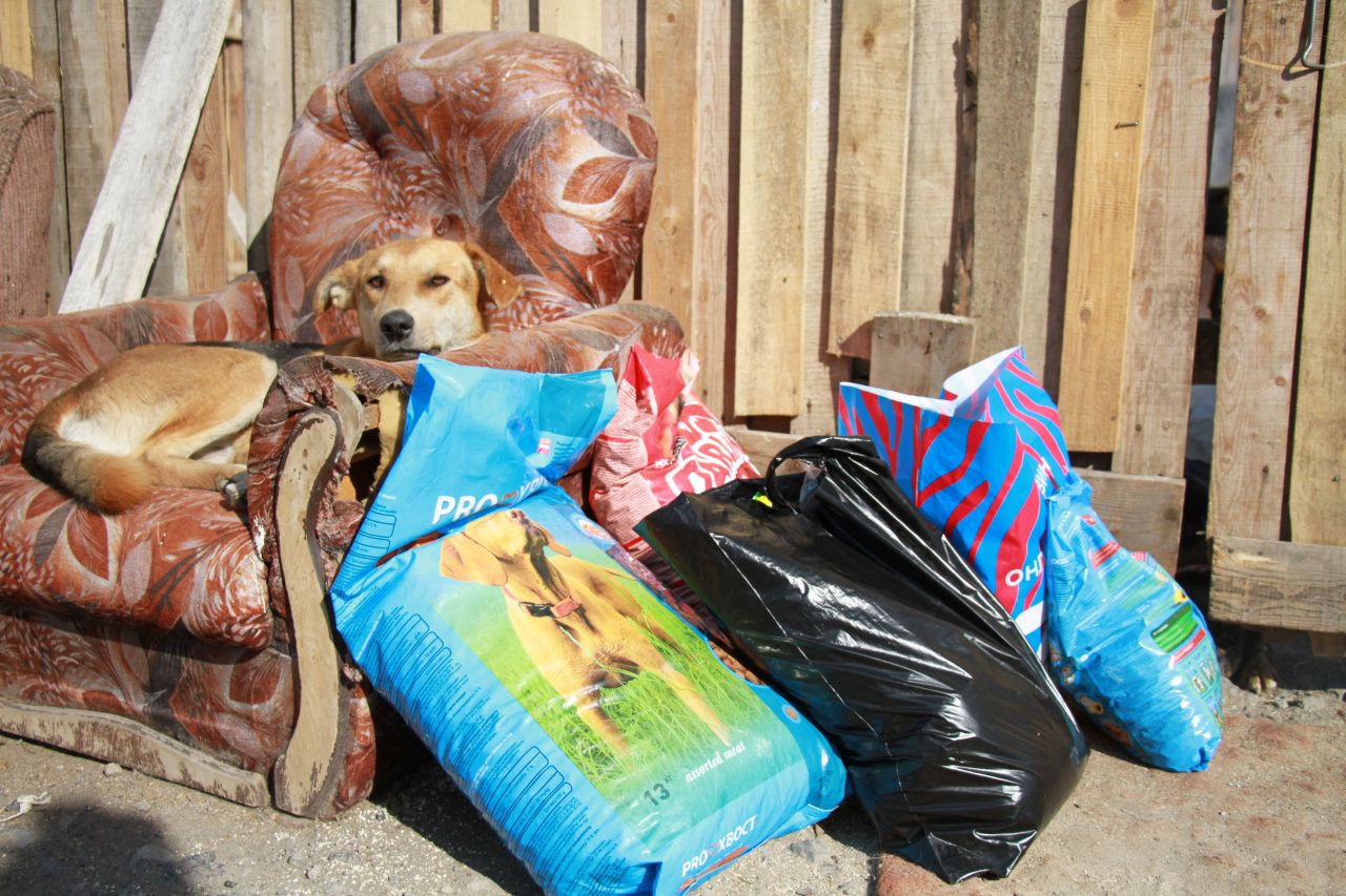 В Серове стартовала благотворительная акция помощи бездомным животным "Дай лапу, друг!"