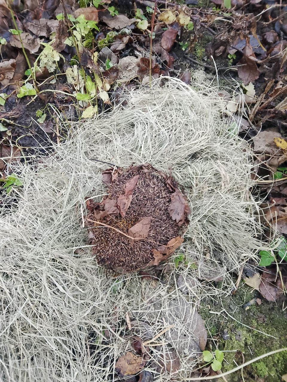 Домик для ежика построили на садовом участке