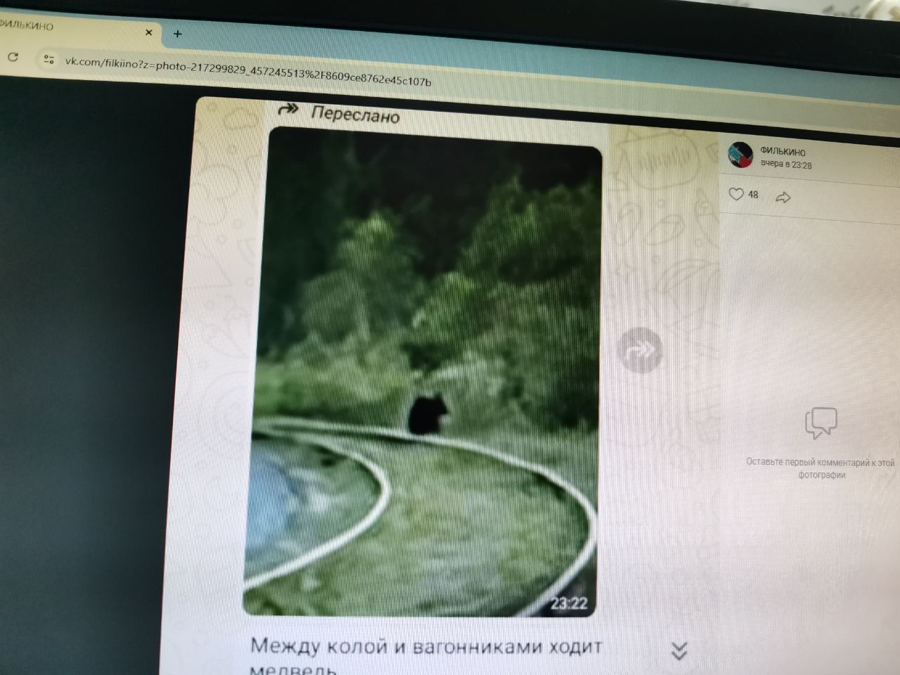 Серовчане распространяют информацию о медведях, которые якобы ходят между Новой Колой и Сортировкой