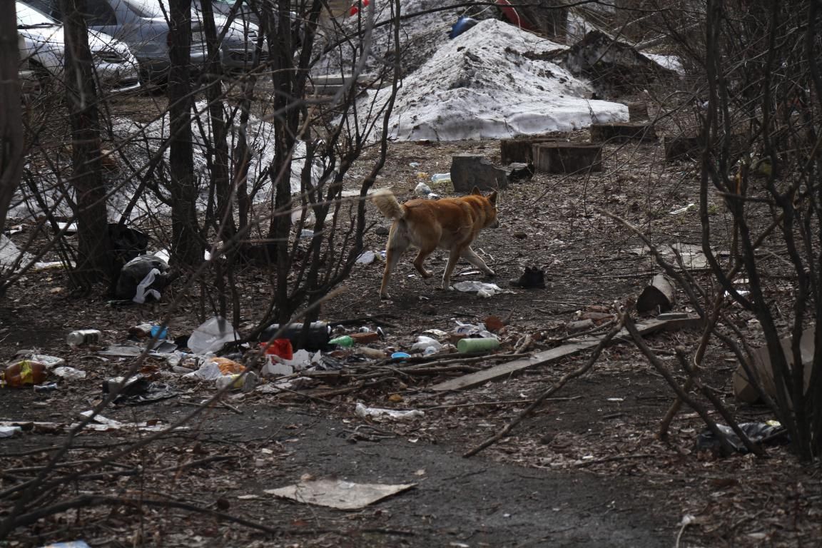Прокуратура проводит проверку по публикации «Глобуса» о заваленном мусором дворе на Сортировке