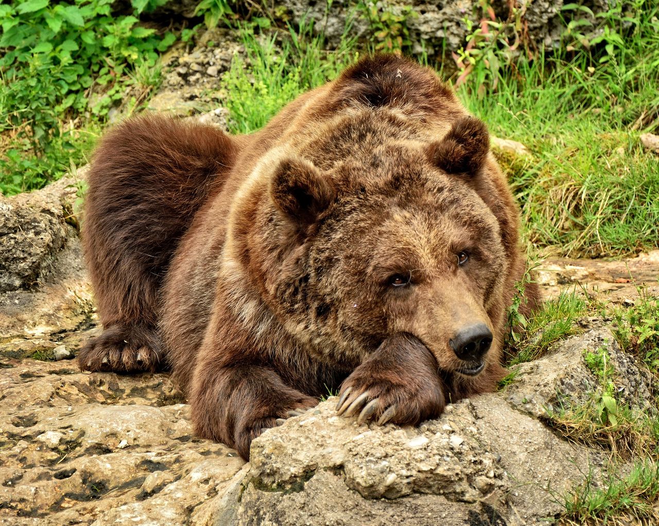 В окрестностях Серова вновь обнаружены следы медведя