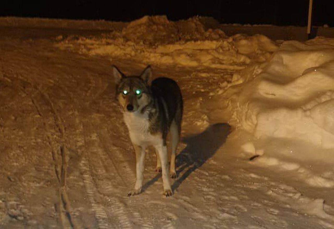 Собака, потерявшаяся в районе серовского кладбища, дождалась хозяев