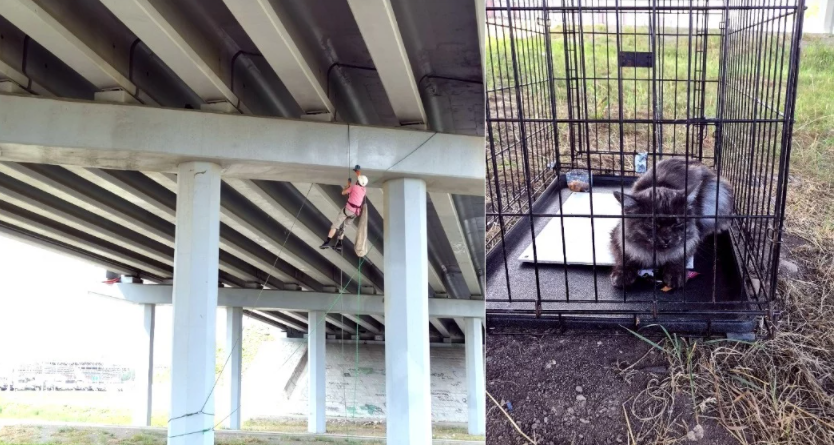 В Свердловской области спасли кошку, которая несколько суток просидела на несущей балке моста