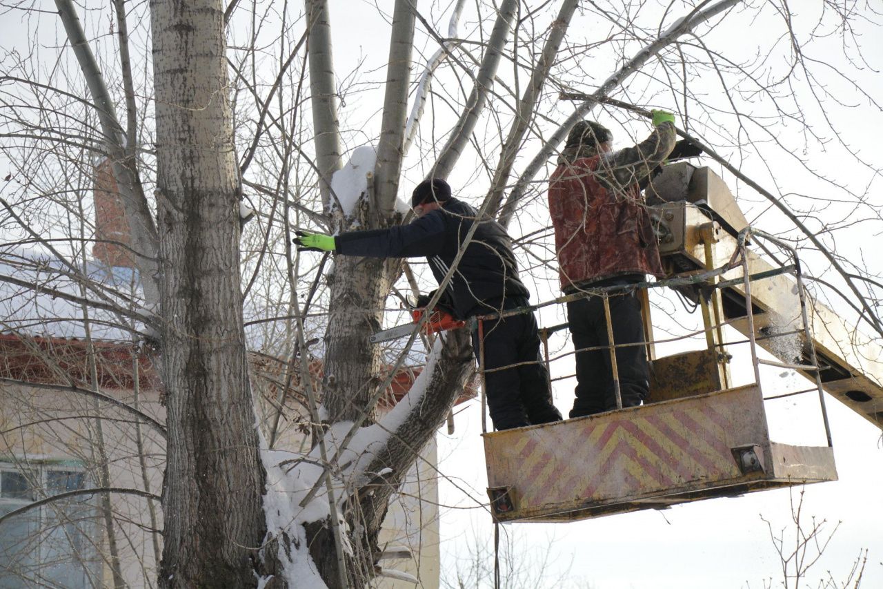 В Серове проведут обрезку тополей и валку деревьев. На работы выделено 4,9 миллиона