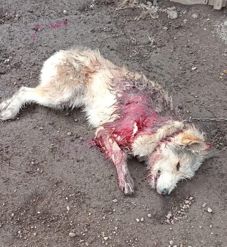 «Это не собаки, это - убийцы». В Новой Коле алабай задрал дворового пса. Его хозяйка переживает, что могут пострадать люди