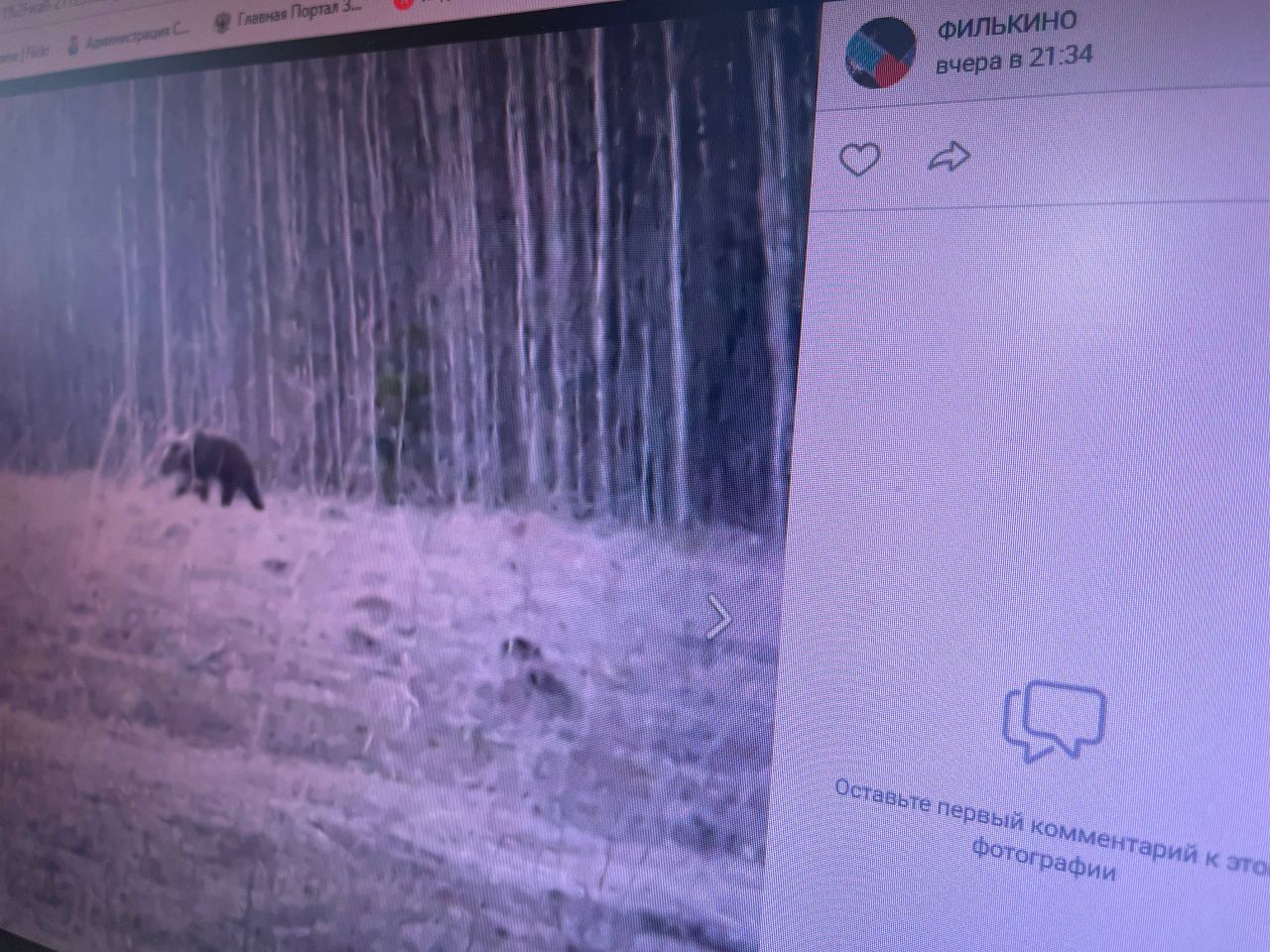 В районе Новой Колы ходил медведь