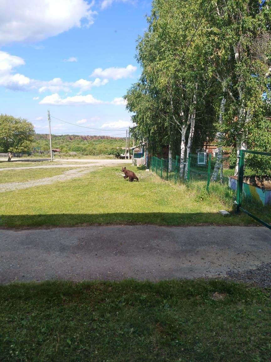 К школе села Романово вышел медведь