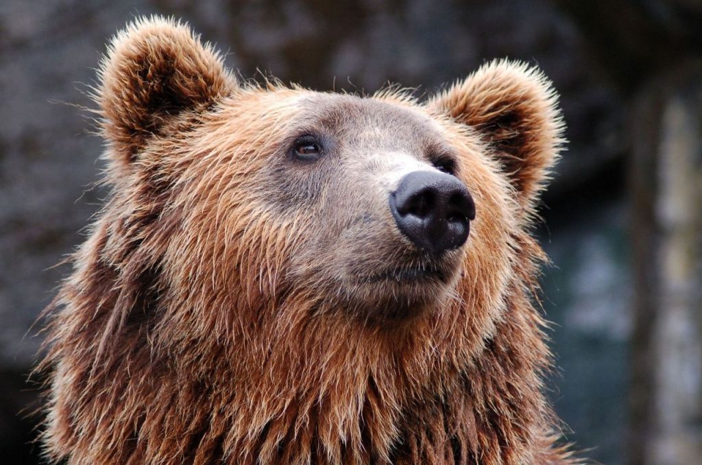 На дороге к поселку Энергетиков серовчанка встретила медведей