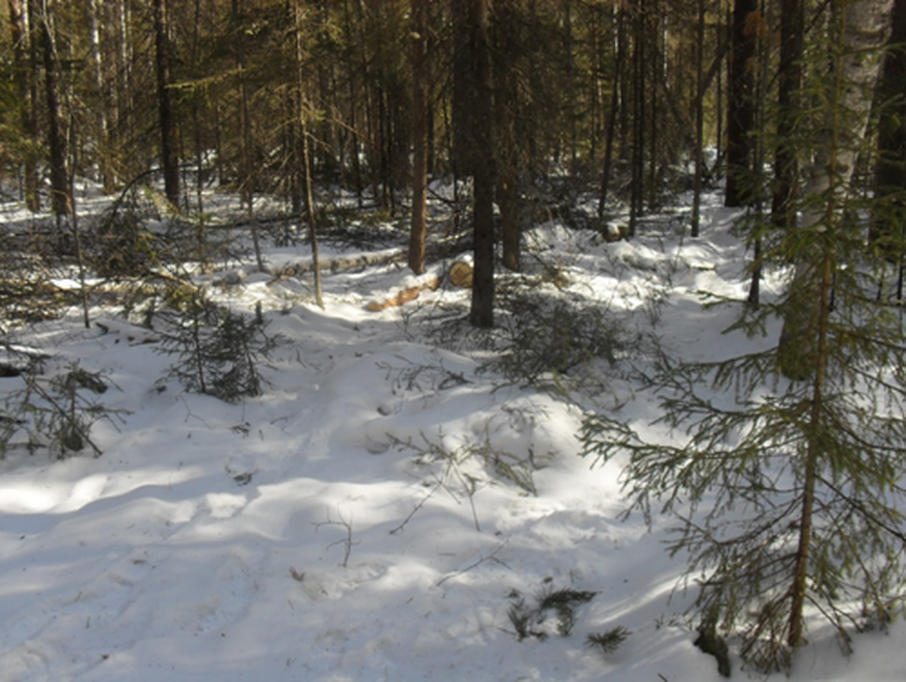 В Серове директора общества будут судить за незаконные рубки леса под Сосьвой. Ущерб - более 2 700 000 рублей