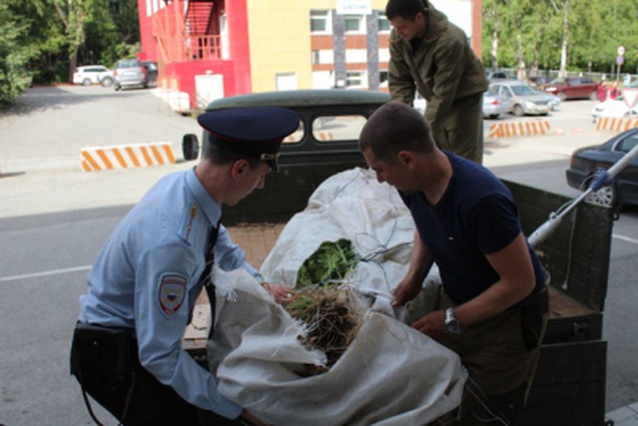 Под Серовом обнаружили плантацию конопли