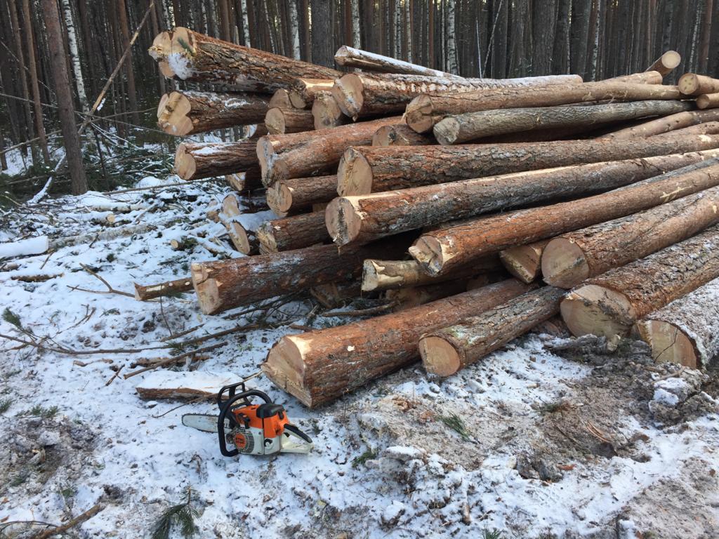 Полиция Серова возбудила два уголовных дела за незаконную рубку деревьев –  кедра и березы