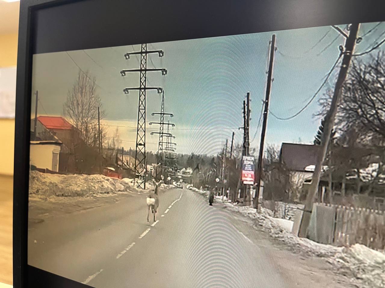 Горожан просят помочь найти косулю, которая два дня бегает по Серову