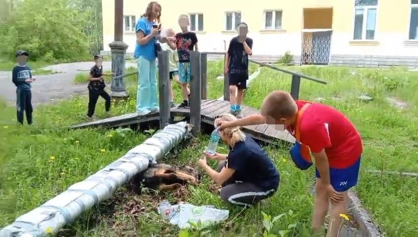 “Дети стоят, плачут: “Помогите”. На Сортировке на глазах у ребят погибала собака. Отравили?