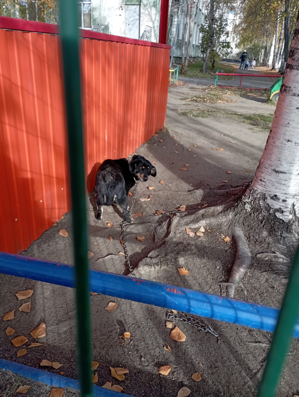 Серовчане ищут собаку, которую неизвестные забрали с территории детского сада "Дельфинчик"