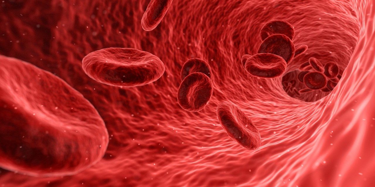 Серовчанам – о профилактике анемии