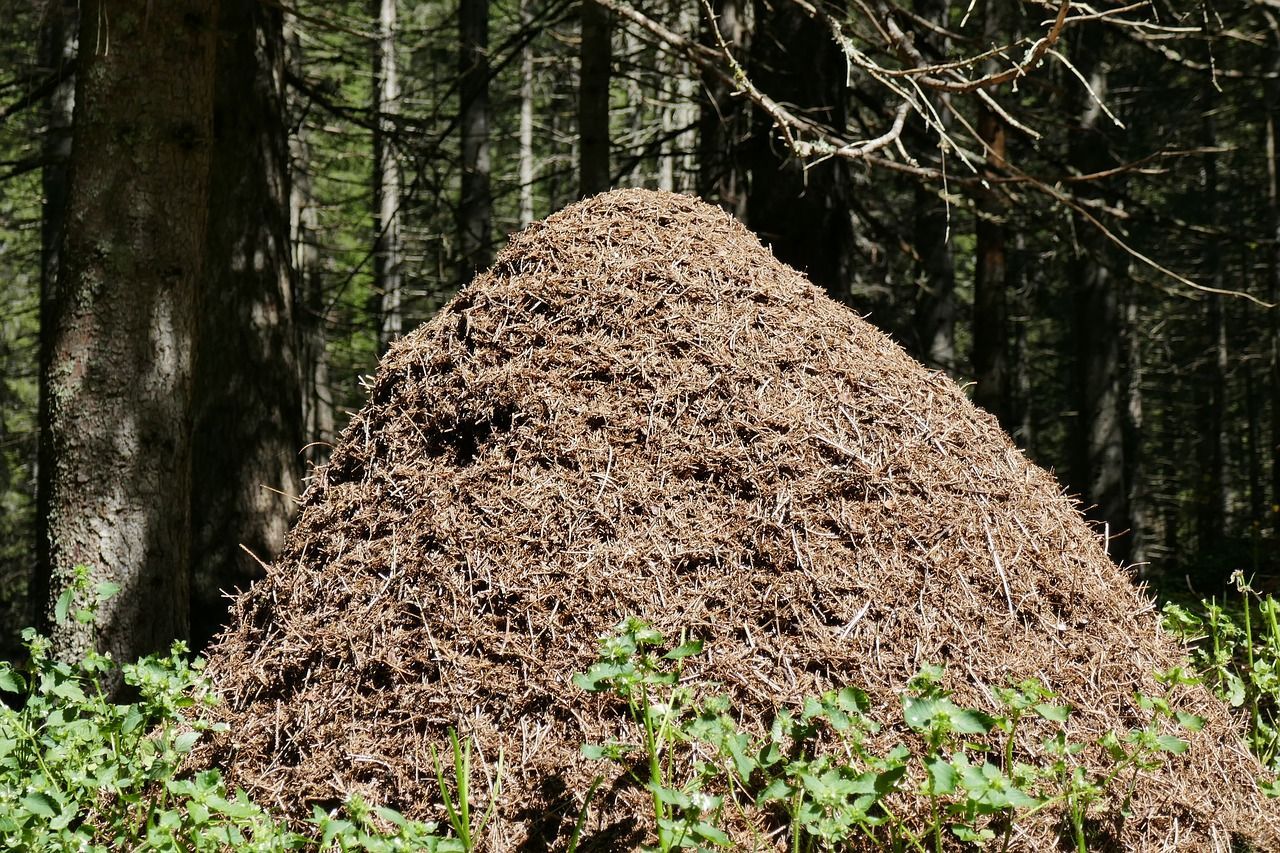 КУМИ Серова может начать следить за сохранностью нор и муравейников