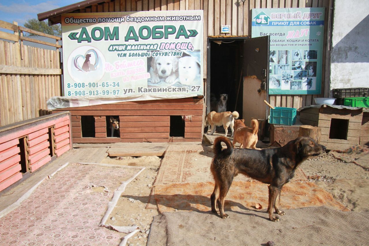 приют для собак дом добра (97) фото