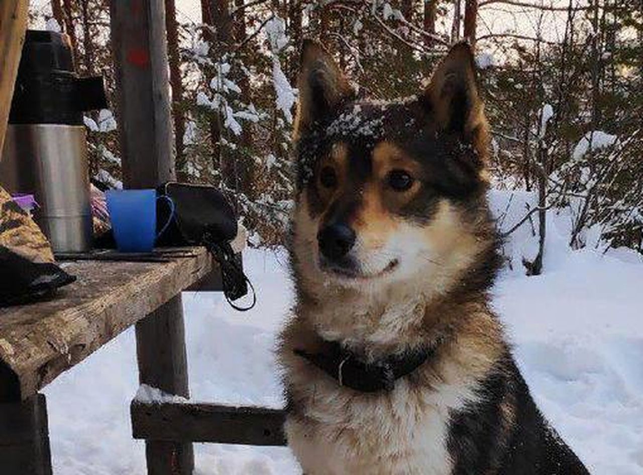 "Осторожно, добрая собака". В Сосьве служба по отлову животных отловила собак, у которых есть хозяева